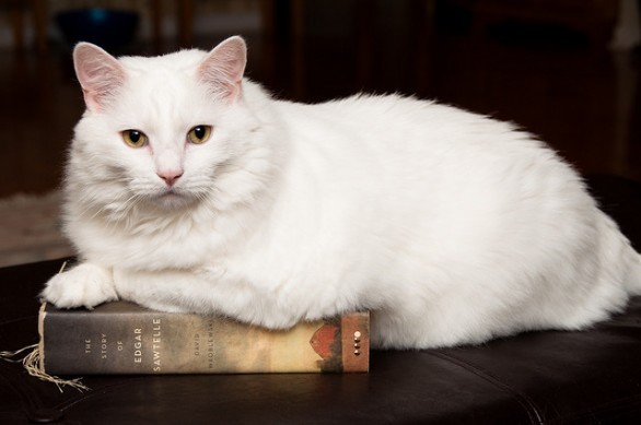 libro gatto
