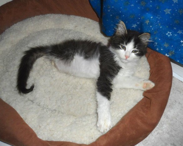 anakin gattino con due sole zampe