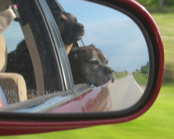 Ai cani piace annusare l'aria dal finestrino, ma detestano il soffio umano sul naso. Perché?