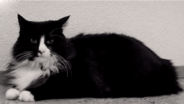 Il gatto più triste del mondo