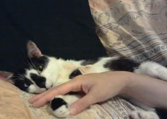 Marcellino, gatto con due zampe, salvato da morte certa