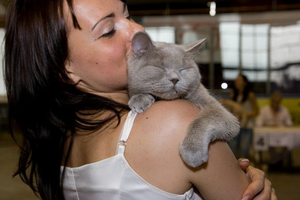 fusa_gatto