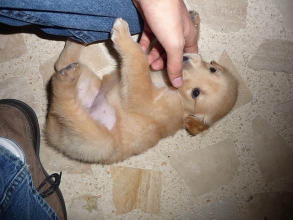 Cucciolo cane gioco tira e molla
