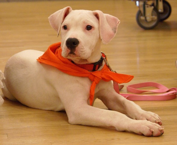 Cucciolo pittbull con bandana