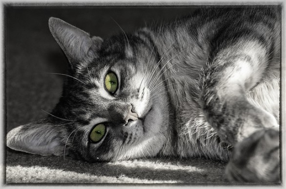 La magia dell'adottare un gatto
