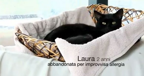 Adotta un gatto al gattile