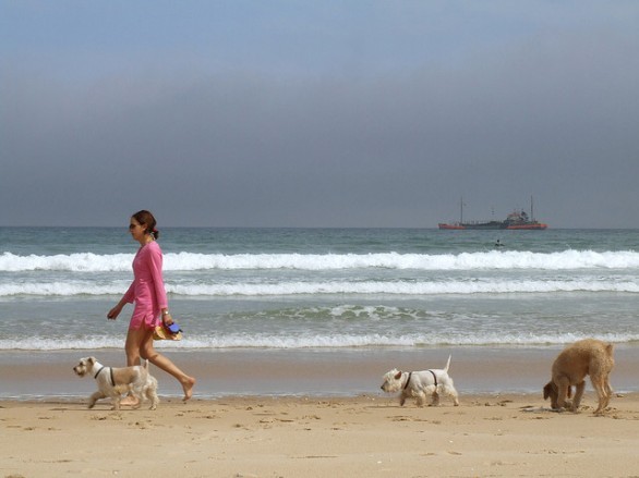 Cani in spiaggia