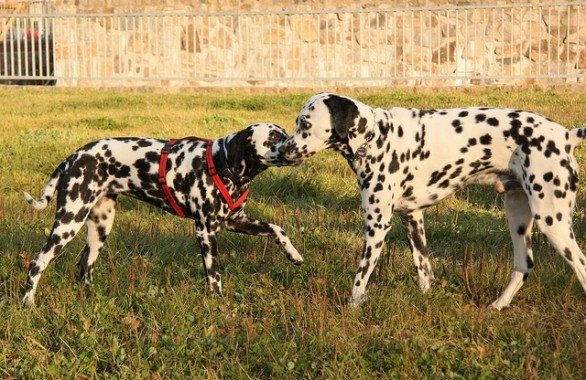 Dalmata maschio e femmina