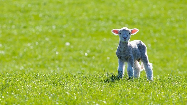 Per una Pasqua vera, salva un agnello
