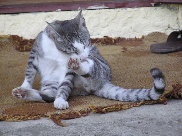 Gatto che si lecca