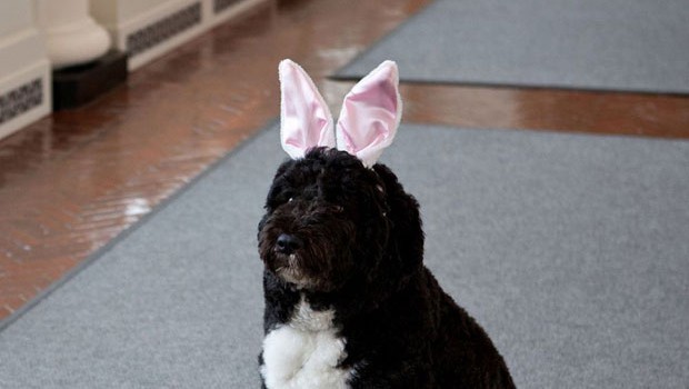 La Pasqua di Bo Obama, il first dog