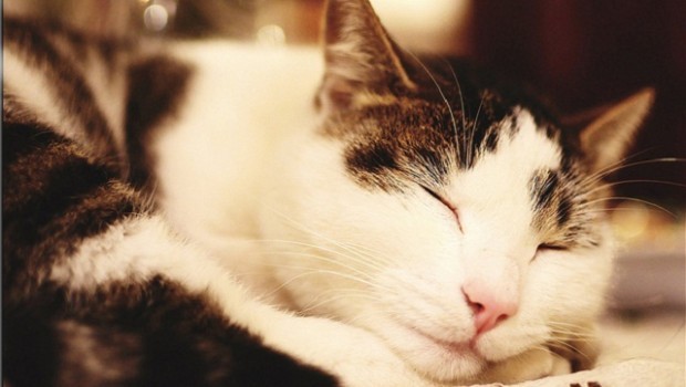 Gatto che dorme