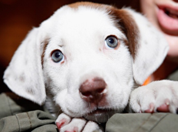 Nome per cane: quale scegliere?