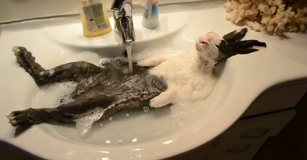 Il coniglio che fa il bagno non si diverte per niente