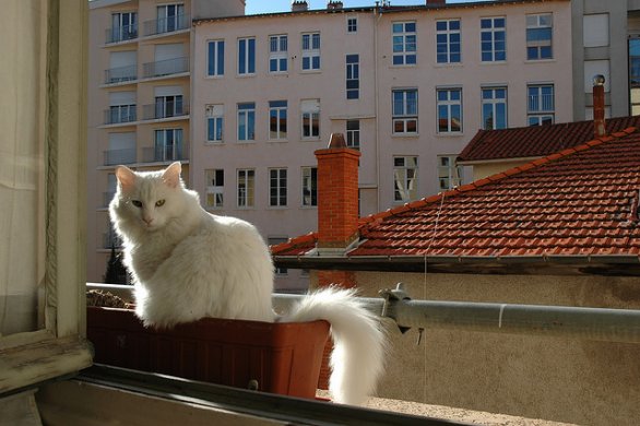 Gatto bianco alla finestra