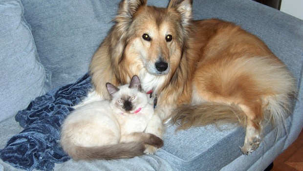 Gatto Cane divano