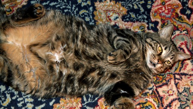 Gatto pancia all'aria