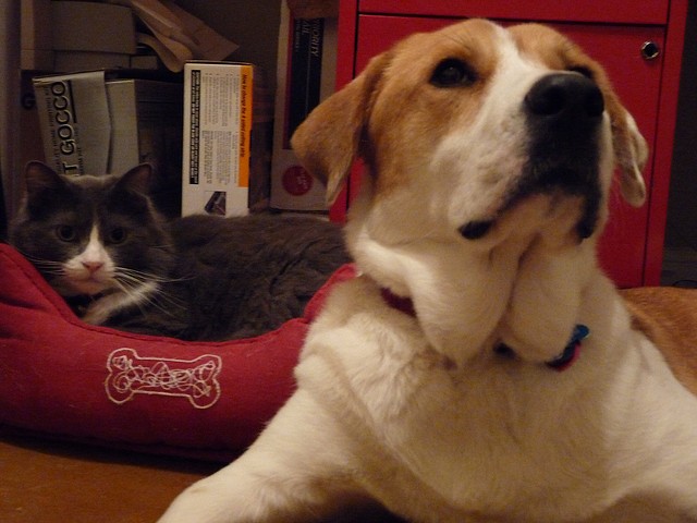 Somiglianze e differenze tra cani e gatti in 10 aforismi