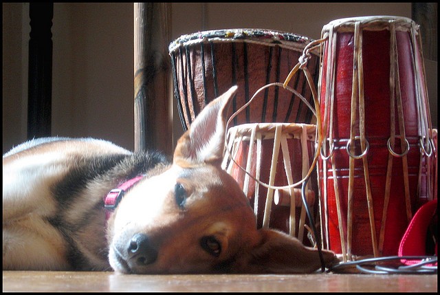 Cane tamburi