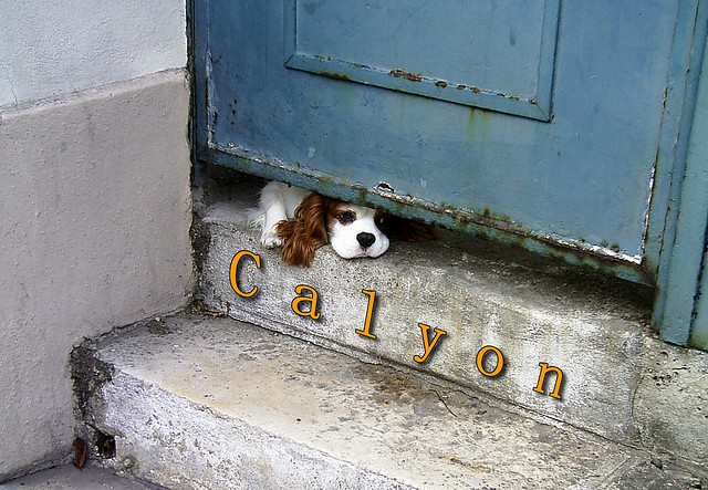 Cavalier King Charles Spaniel