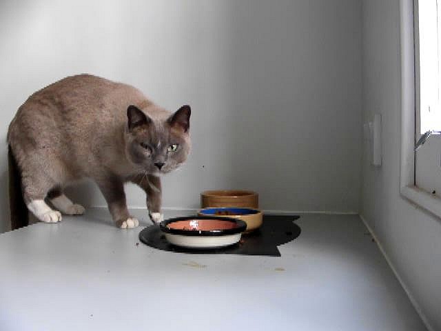 Gatto occhiolino