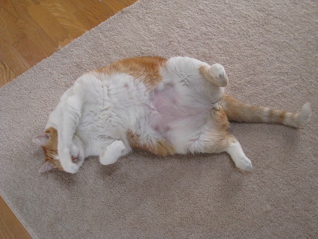 Gatto pancia molle