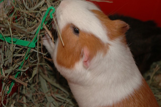 Guinea Pig