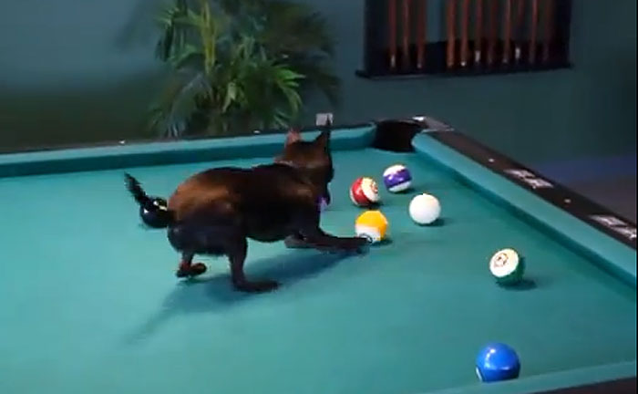 Il chihuahua campione di biliardo