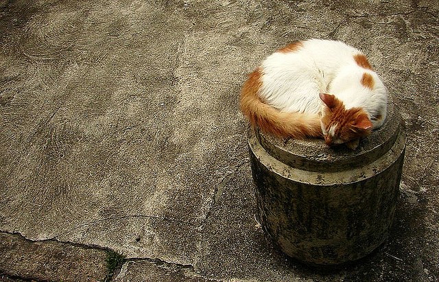 Come dorme un gatto, una bellissima poesia di Pablo Neruda