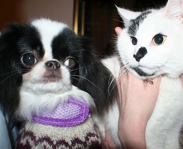 Dog cat black white