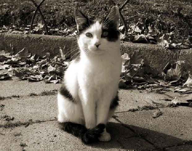 Gatto bianco nero