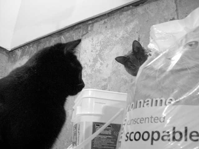 Gatto lettiera
