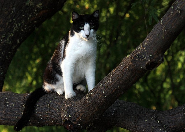 Gatto su albero