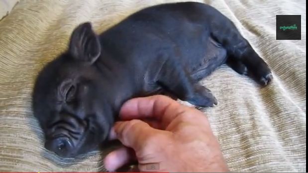 Il maialino che adora i grattini