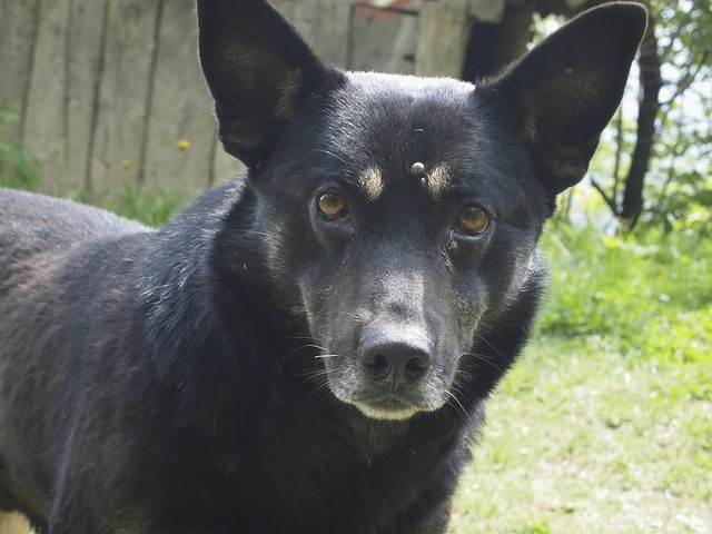 Cane zecca
