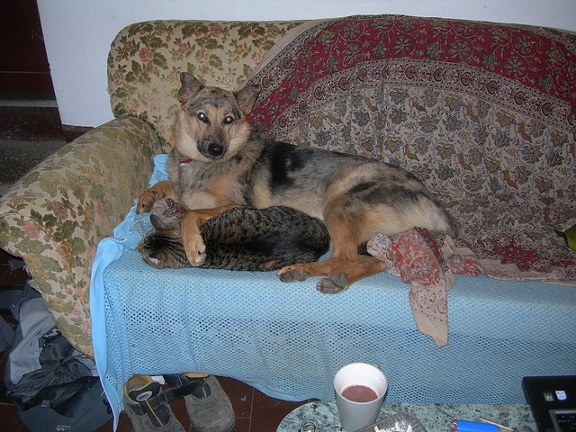 Cat dog