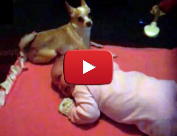 Due cuccioli si fanno delle amabili coccole