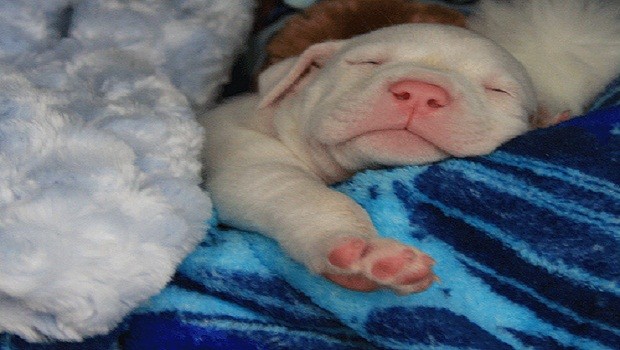 Cucciolo cane che dorme