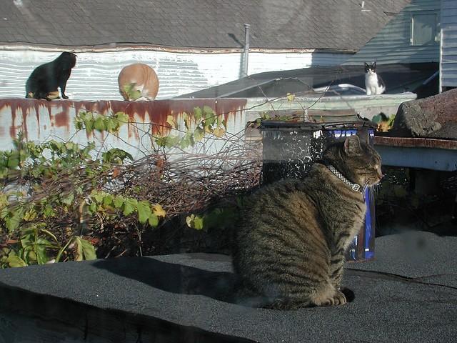 Gatti colonia felina