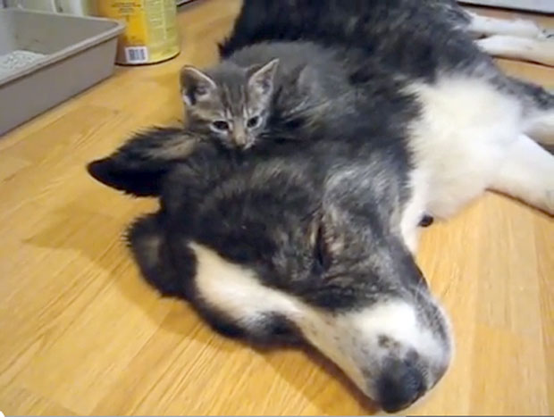 I gattini che dormono sul cane