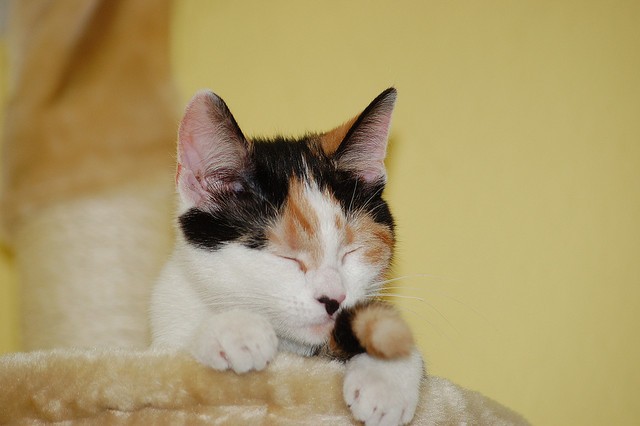 Gattina tricolore