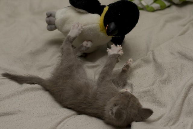 Gattino pinguino