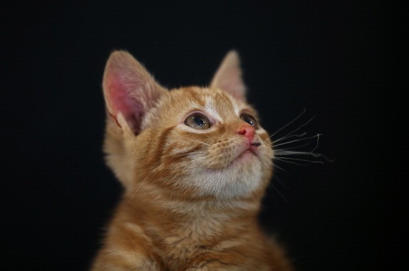 Le tante gatte del mondo viste da Torquato Tasso