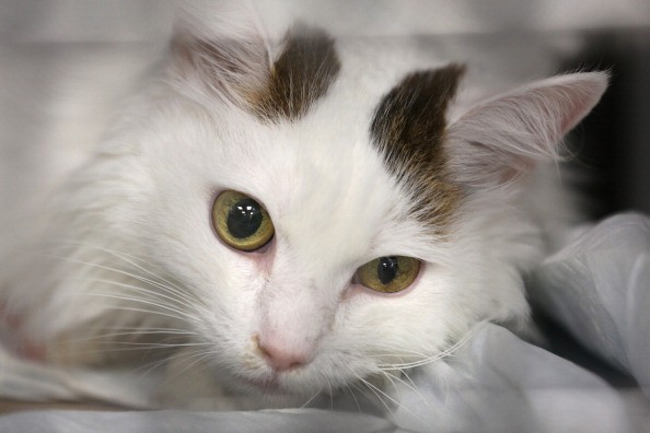 In ricordo di Pablo Neruda, poeta che amava gatti e cani