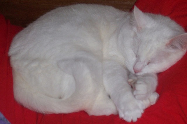 Se hai scelto il gatto bianco, la tua personalità riflette pace e tranquillità.
