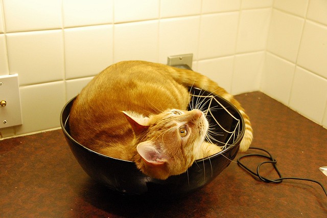 Gatto ciotola