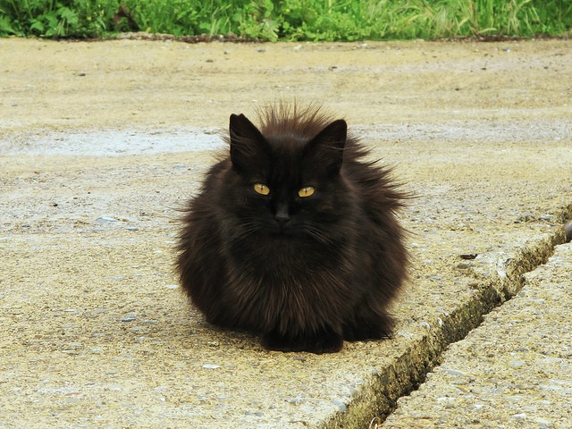 Gatto nero pelo lungo
