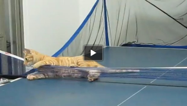 Il gatto campione di ping pong
