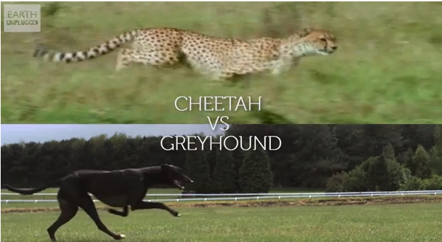 Il cane più veloce del mondo vs il gattone più veloce del mondo