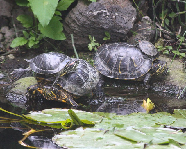 Trachemys scripta elegans